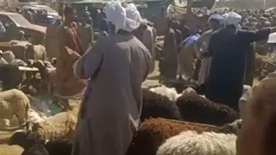 الخروف بـ 10 آلاف جنيه.. تاجر يتحدث عن أسعار الأضاحي بسوق المواشي في أسوان| بث مباشر 