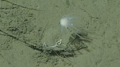 عاش قبل 700 مليون عام.. علماء يكتشفون أقدم حيوان على الأرض