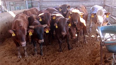 هل وفرة اللحم تغني عن شرط السِن في الأضحية؟.. الإفتاء تحسم الجدل