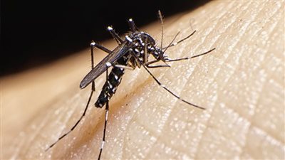 طرق الوقاية من الأمراض المنقولة بالبعوض خلال فصل الصيف.. لا تفوتك