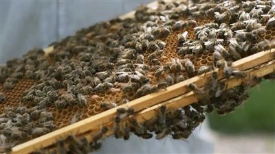 في اليوم العالمي للنحل.. بنتلي توسع إنتاجها من العسل مع 7 خلايا جديدة