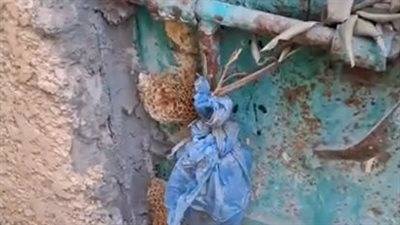 شهيد العملية الشاملة سيناء 2018.. قبر المقدم مرسي محمد المرسي يتحول لخلايا نحل يخرج منها العسل | بث مباشر