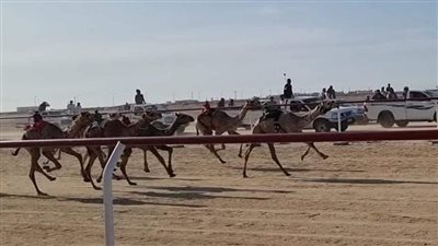تنظيم سباق تنشيطي للهجن بمضمار الهجن في شمال سيناء