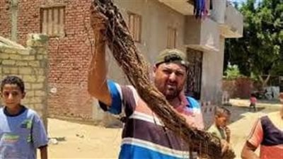 مياه القناة: تطهير الشبكات من جذور الأشجار بالسويس والإسماعيلية وبورسعيد