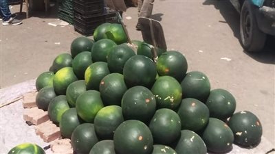 شعبة الفاكهة: تراجع تدريجي لأسعار البطيخ من 250 لـ 70 جنيهًا للواحدة مع زيادة المعروض