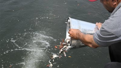 إلقاء 200 ألف زريعة سمك بنهر النيل في قنا.. والمحافظ: يحقق وفرة إنتاجية كبيرة