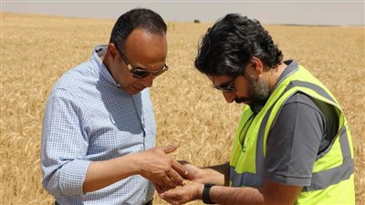 توريد 327 ألف طن قمح إلى شون وصوامع المنيا