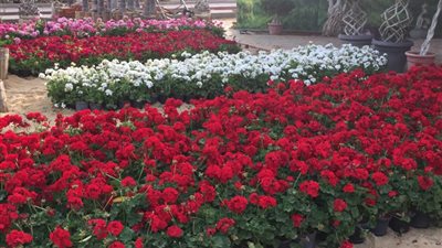 اليوم.. الزراعة تفتح معرض زهور الربيع في دورته الـ90 بالمتحف الزراعي بالدقي 