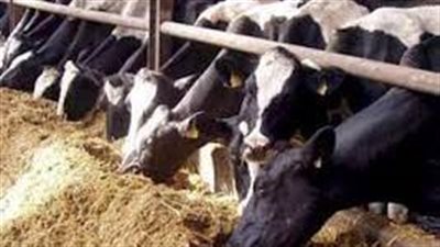 استعدادًا لعيد الأضحى.. الزراعة تستورد 170 ألف رأس ماشية لتغذية الأسواق باللحوم| بث مباشر