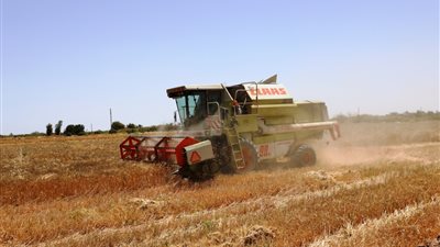 تفاصيل حظر استخدام القمح على أصحاب الأعلاف والمزارع السمكية