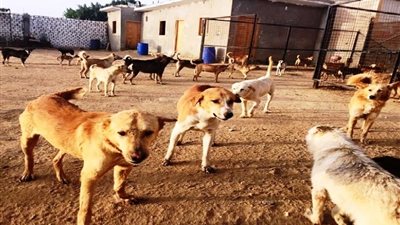 بأمر المحافظ.. 100 جنيه مكافأة لمن يسلم أي كلب ضال بأسوان