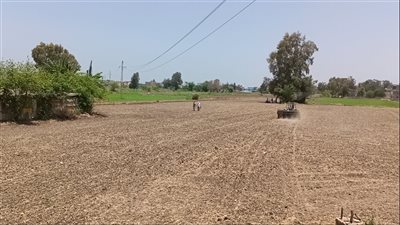 توفر المياه.. السطارة طريقة جديدة لزراعة الأرز في كفر الشيخ