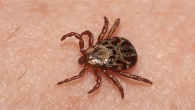 فيروس نادر يتسبب في وفاة ثالث مصاب به في ولاية أمريكية