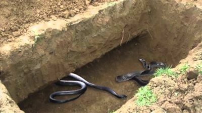 علي جمعة: عذاب القبر موجود لكنه ليس كما في خيال الناس.. ومفيش ثعبان أقرع