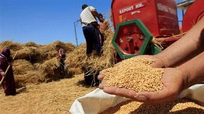 مركز حلول للسياسات البديلة: لابد من دعم صغار المزارعين لتقليل الفجوة الاستيرادية من القمح 