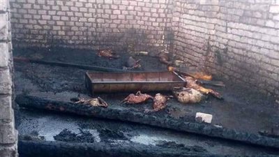 حريق يلتهم 44 رأس ماشية في الوادي الجديد