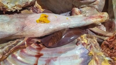 الفيوم: ضبط 320 كيلو لحوم غير صالحة للاستهلاك الآدمي