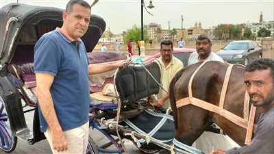 فرض تركيب حفاضات وقائية لأحصنة الحنطور بالأقصر للحد من تلوث الشوارع 