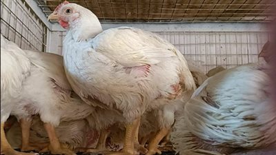 استقرار أسعار الدواجن بالأقصر.. والفراخ البيضاء بـ 74 جنيها