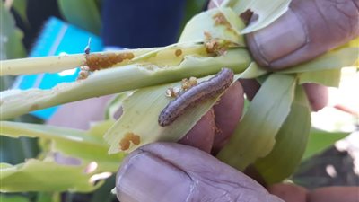 تهدد الأمن الغذائي المصري.. اجتماع طارئ لـ لجنة المبيدات لوضع خطة مكافحة دودة الحشد