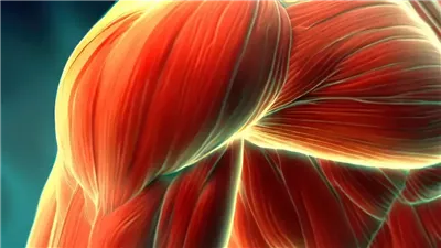 دراسة تكشف كيفية التغلب على شيخوخة العضلات