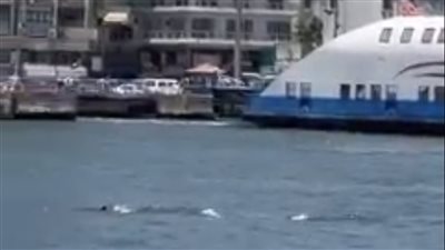 ظهور دلافين في قناة السويس بجوار معديات بورفؤاد | فيديو