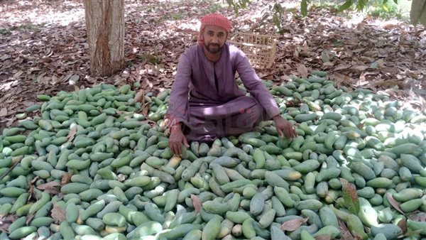 سقوط محصول المانجو