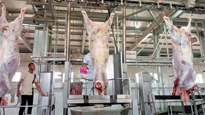 التموين تعلن استيراد 5 آلاف طن لحوم برازيلية مجمدة خلال 20 يوما