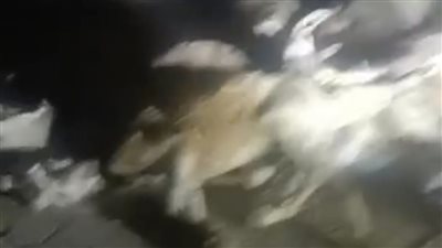 العثور على حمير نافقة بقرية دمو بالفيوم