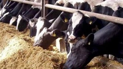 مفتوحة بالمجان أيام العيد.. ننشر خريطة أماكن مجازر قنا لاستقبال الأضاحي 