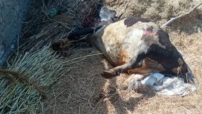 بسبب خصومة ثأرية وبعد سقوط قتيل.. نفوق عجلين بطلق ناري إثر مشاجرة في قنا