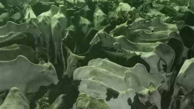 التموين: استقبال 300 رأس ماشية سودانية في ميناء الثلج بأبو سمبل