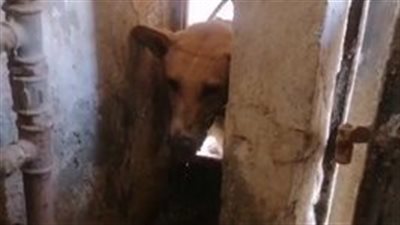 استجابة فورية من قوات الحماية المدنية لإنقاذ كلب محتجز بأحد العقارات بالفيوم