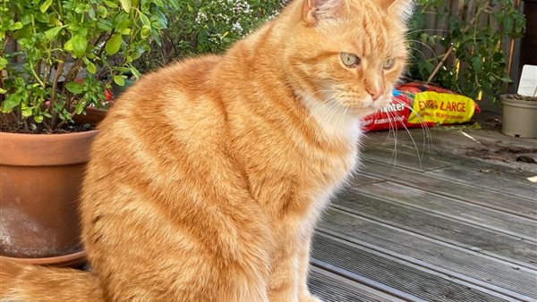 شاب يحبس قطة ويعذبها