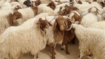 جهاز 6 أكتوبر يقرر منع إقامة شوادر الأضاحي ويشترط استخراج تراخيص