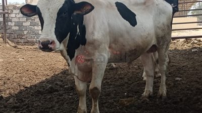 الكيلو يبدأ بـ125 جنيها.. أسعار لحوم الأضاحي الحية في منافذ وزارة الزراعة 