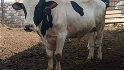 بأسعار تبدأ من 125 جنيها.. فتح باب الحجز لأضاحي العيد بمنافذ وزارة الزراعة | بث مباشر 