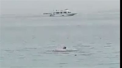 كل ما تريد معرفته عن نوع سمكة القرش المتسببة في حادث الغردقة