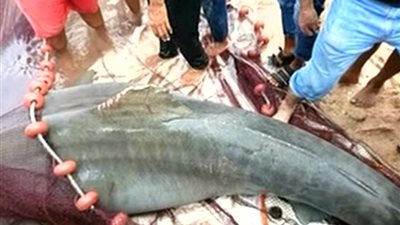 بعد علاجه.. نقيب الصيادين: ستتم إعادة القرش المهاجم للسائح الروسي إلى بيئته