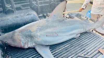 وصول سمكة القرش المتسببة في حادث الغردقة لمعهد علوم البحار لفحصها