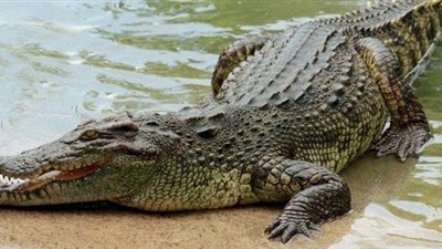 التكاثر العذري.. دراسة: إناث التماسيح يمكن أن تضع بيضًا دون تزاوج