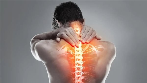 العمود الفقري 