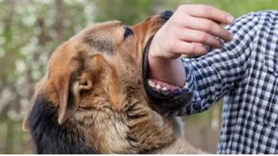 الأهالي موتوه.. كلب ضال يعقر 8 مواطنين في بولاق الدكرور 