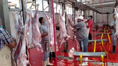 بيطري الدقهلية: ذبح الأضاحي مجانًا خلال عيد الأضحى ومنع الإجازات