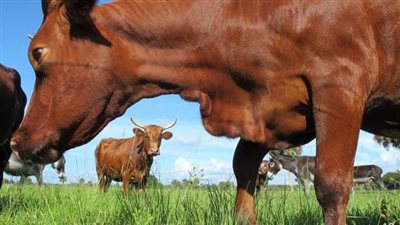 أمريكا تبدأ في تعويض أصحاب مزارع الألبان بسبب الأبقار المصابة بإنفلونزا الطيور