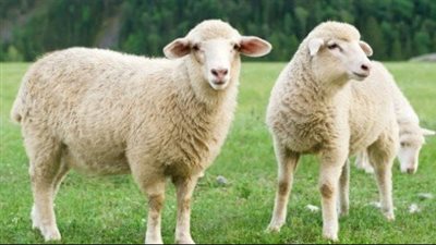  ما هي شروط وضوابط تقسيم وتوزيع لحوم الأضحية؟