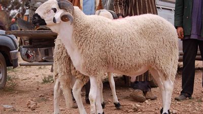 المستشار السابق لمفتي الجمهورية: لا يجوز الاشتراك في أضحية الشياة