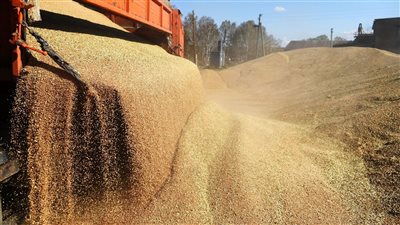 صناعة الحبوب: زيادة سعر توريد القمح المحلي 1000 جنيه تشجيعا للمزارعين