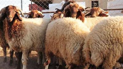 هل تجزئ أضحية واحدة عن المتزوج زوجتين أو أكثر؟.. الأزهر للفتوى يوضح