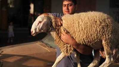كيفية تقسيم الأضحية وفقًا لدار الإفتاء المصرية.. حكم توزيع الأحشاء والجلد والرأس